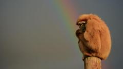 Tourist attractions call for changes to weather apps over ‘misleading’ rain icons